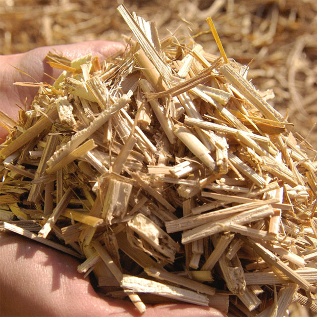 Reitstall Giesenkirchen Miscanthus Mönchengladbach